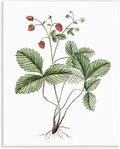 Budding Strawberries Study, 11 x 14 Inch Mounted Print on Wall Plaque